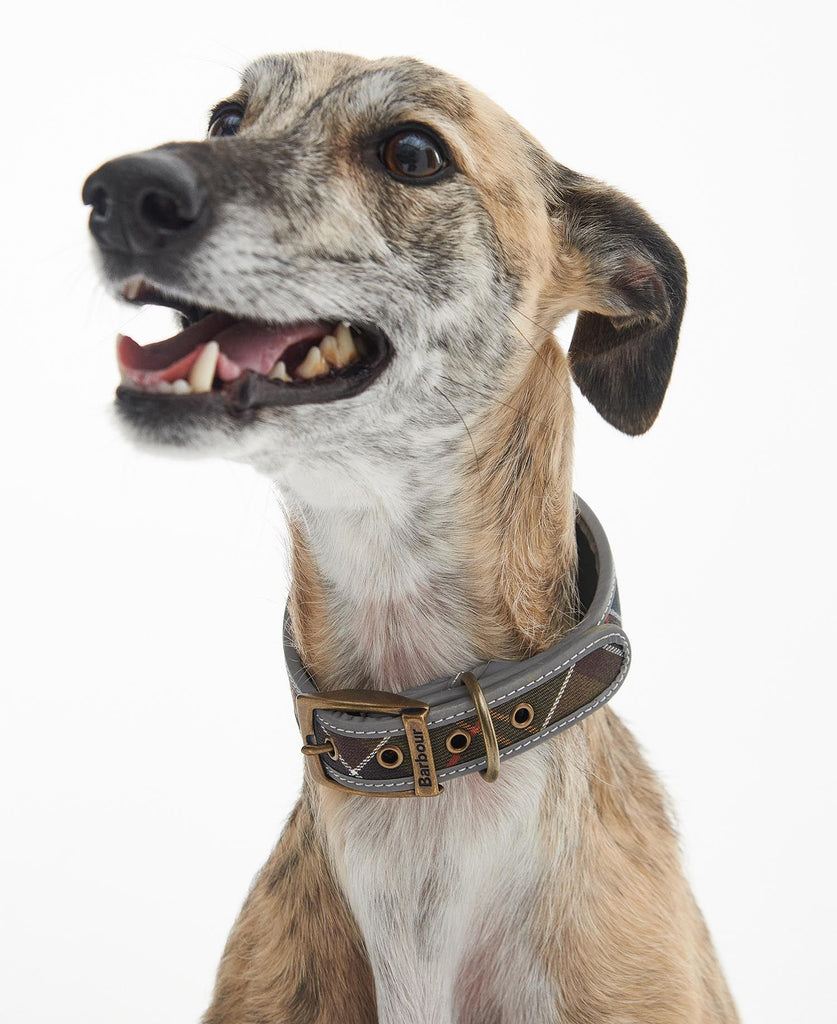 Barbour Comfort Lurcher Dog Collar