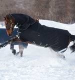 Horseware Amigo Super Bravo Plus Turnout Blanket (250g Medium)