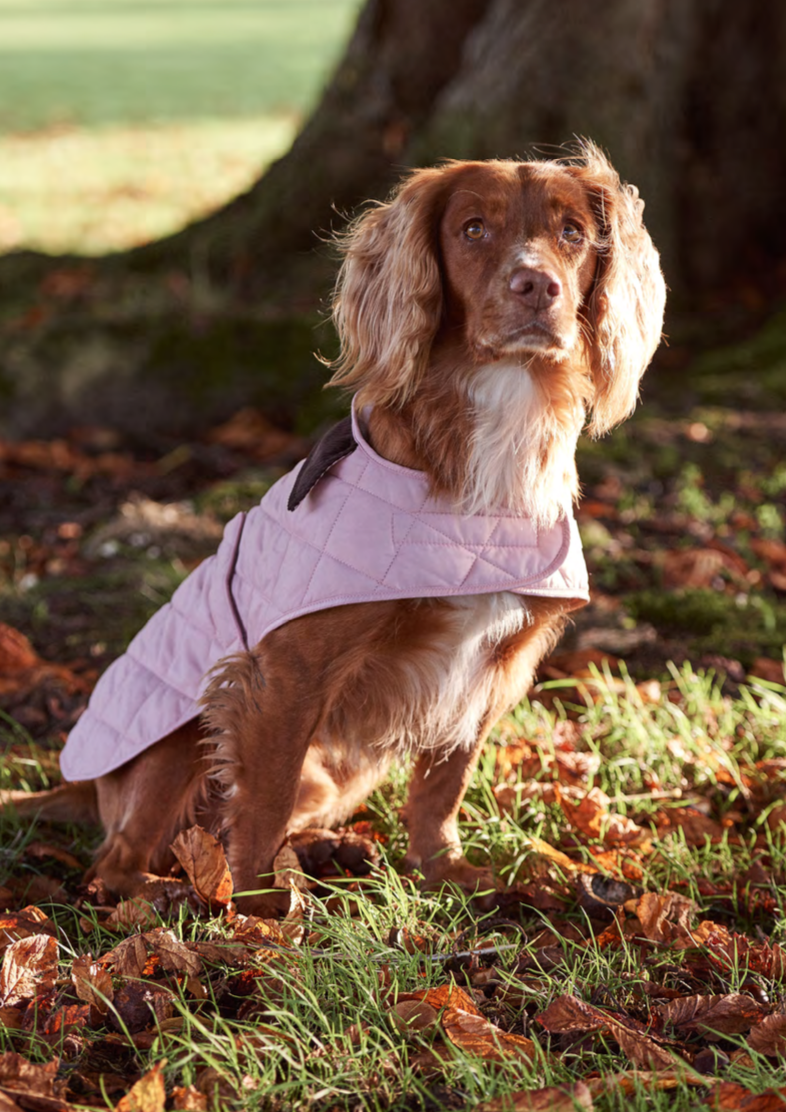 Barbour deals dog pink