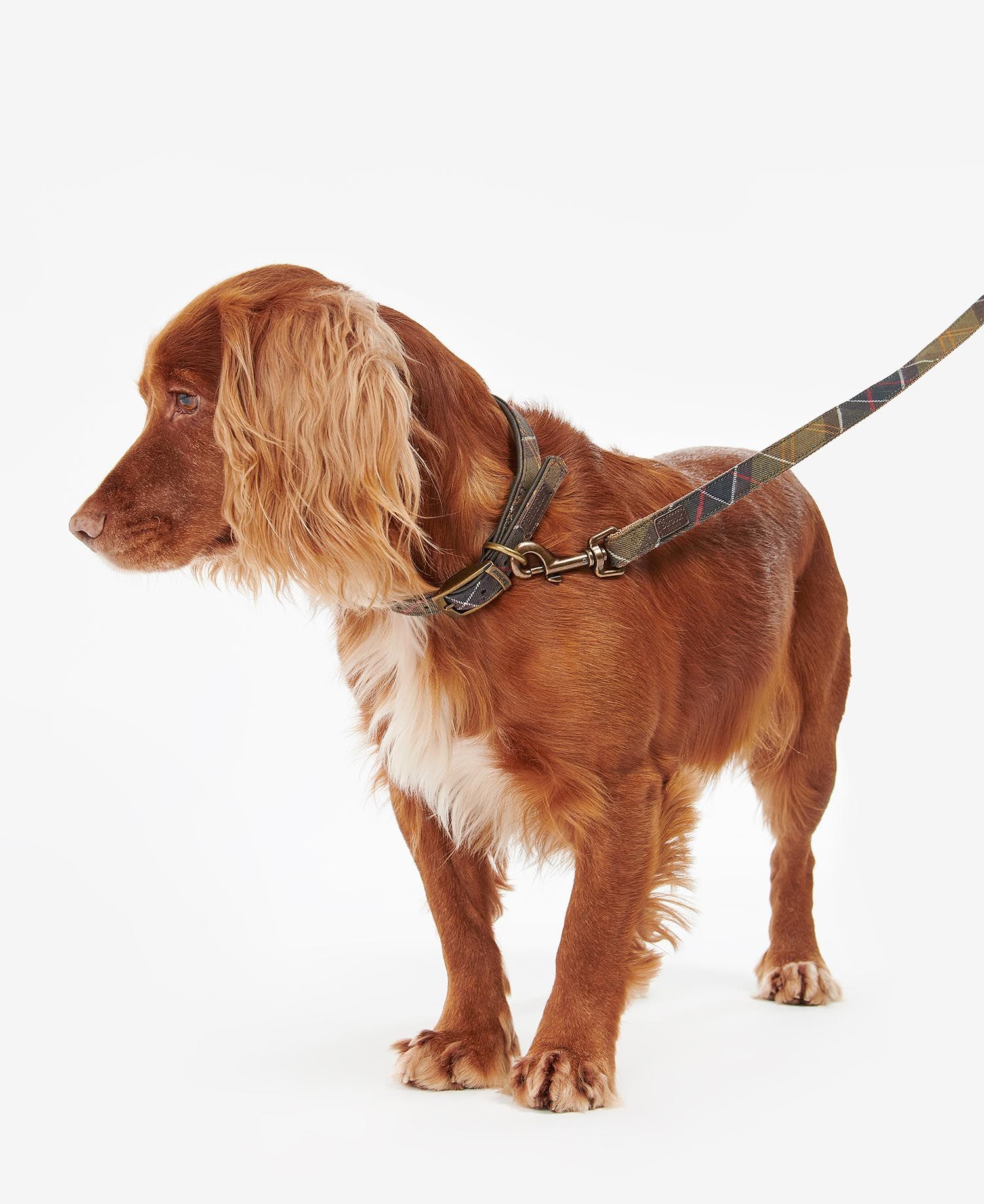 Barbour collar and lead 2025
