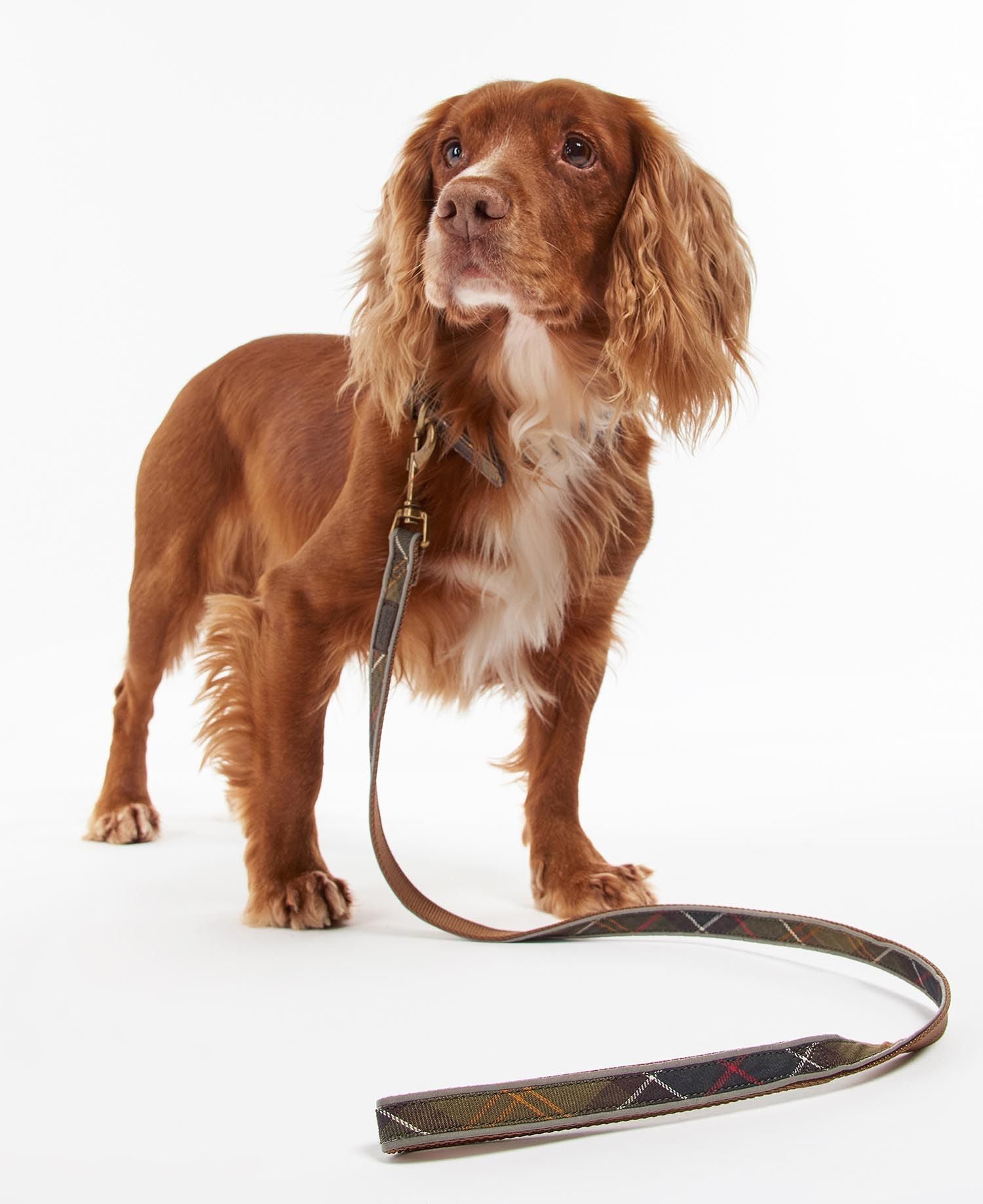 Barbour dog lead pink deals
