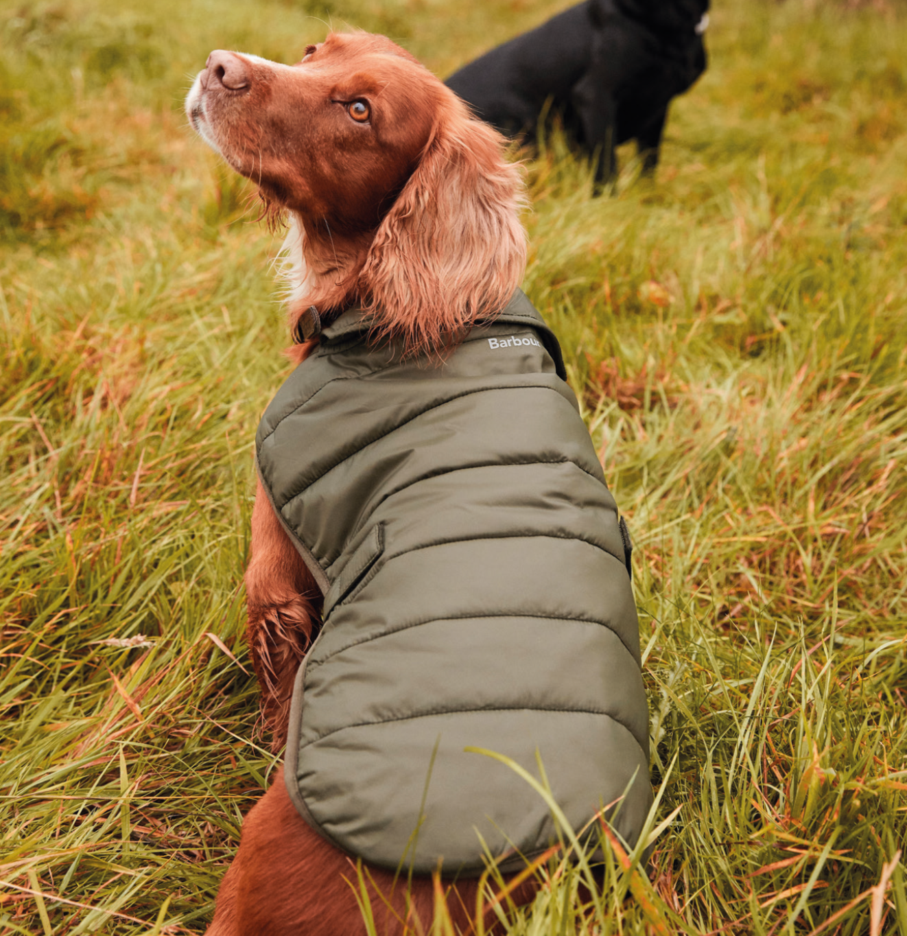 Barbour Baffle Quilted Dog Coat North Shore Saddlery