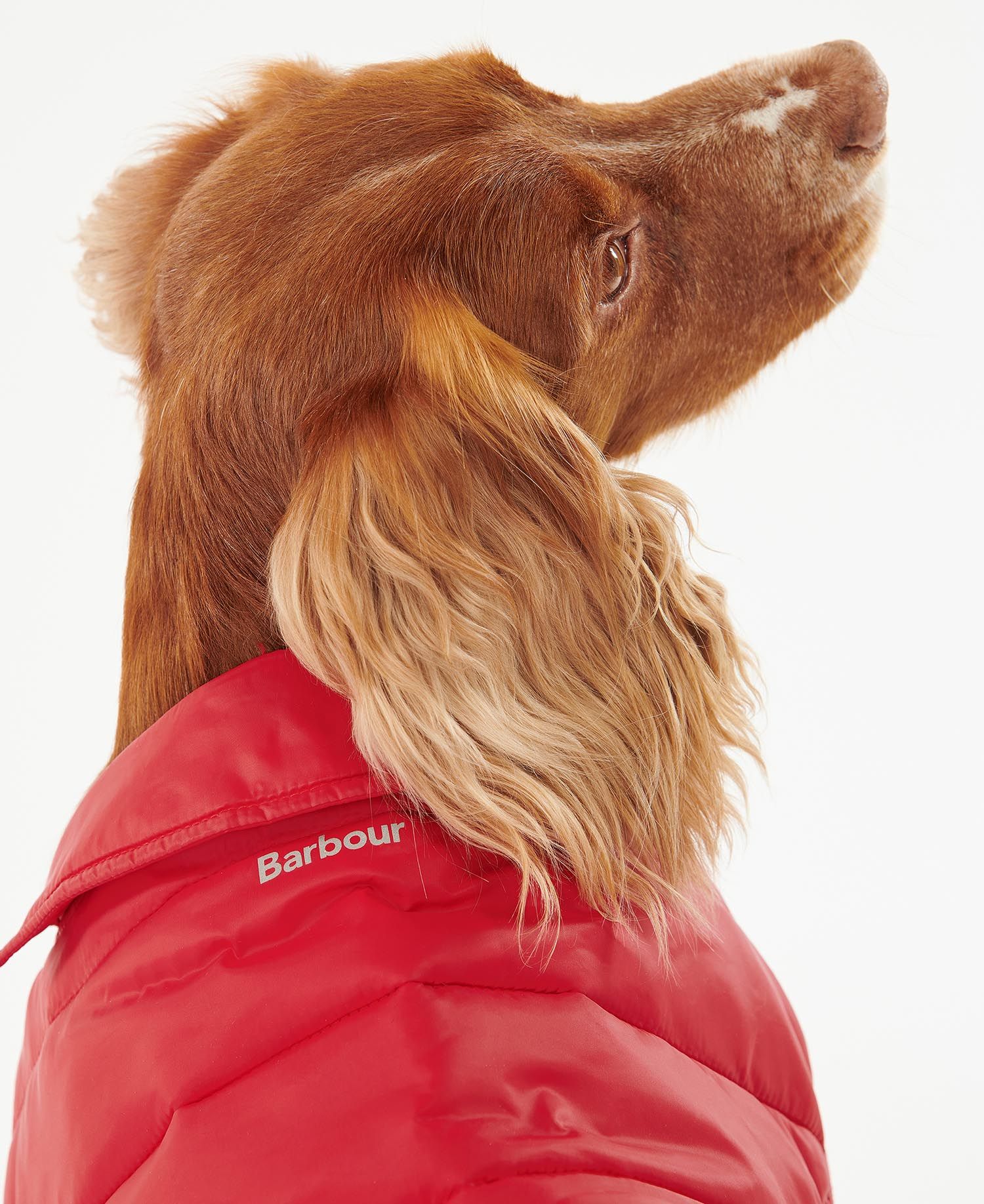 Red barbour 2025 dog coat