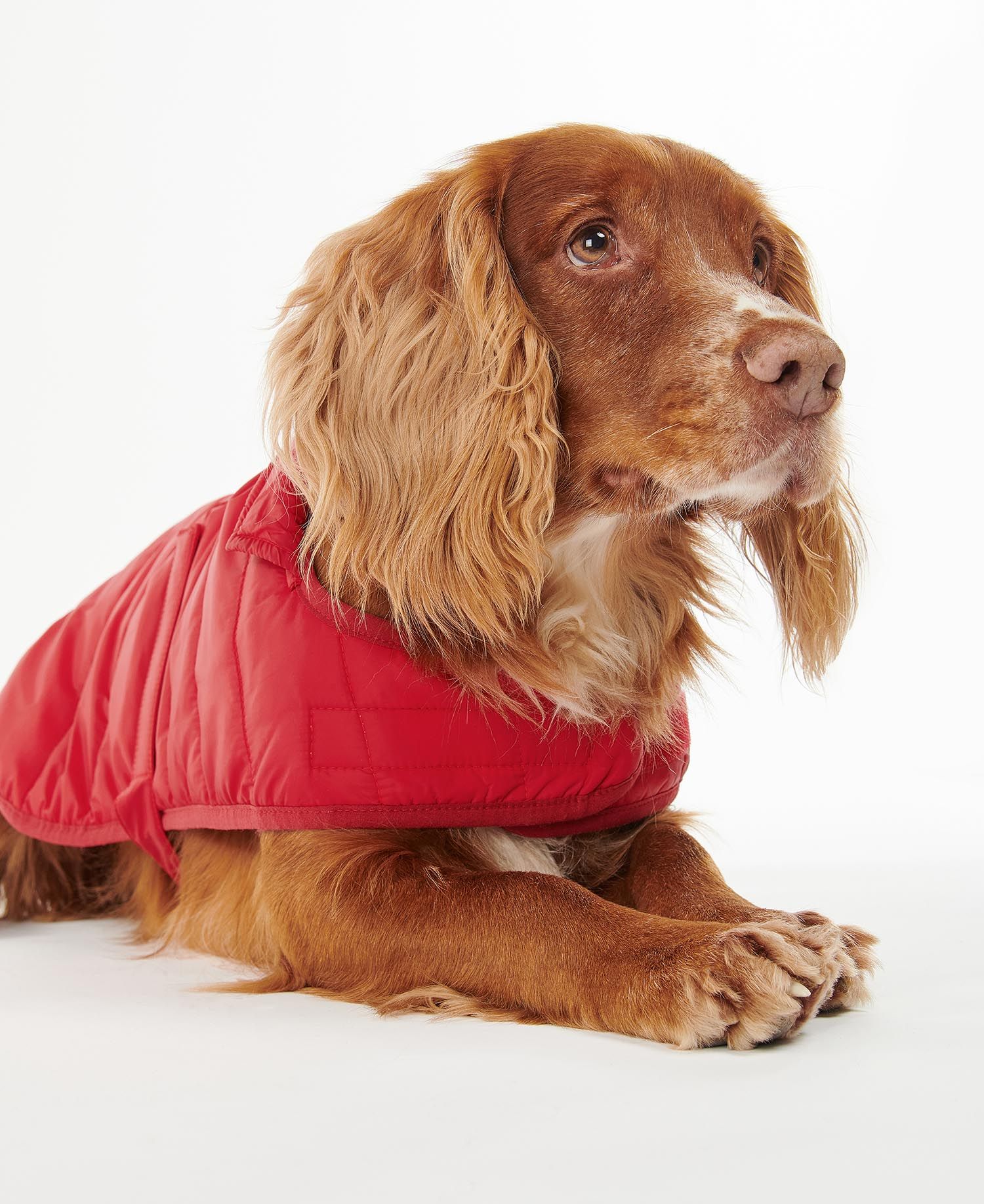 Red barbour dog coat top