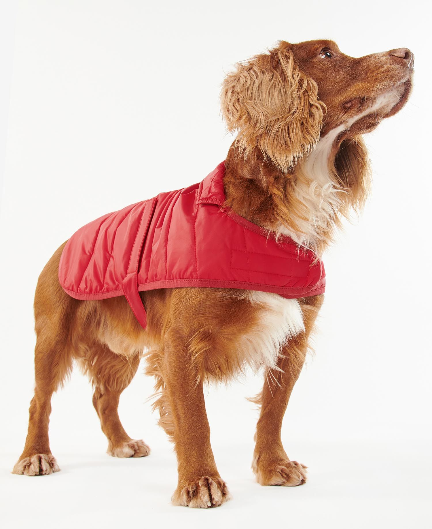 Red barbour new arrivals dog coat