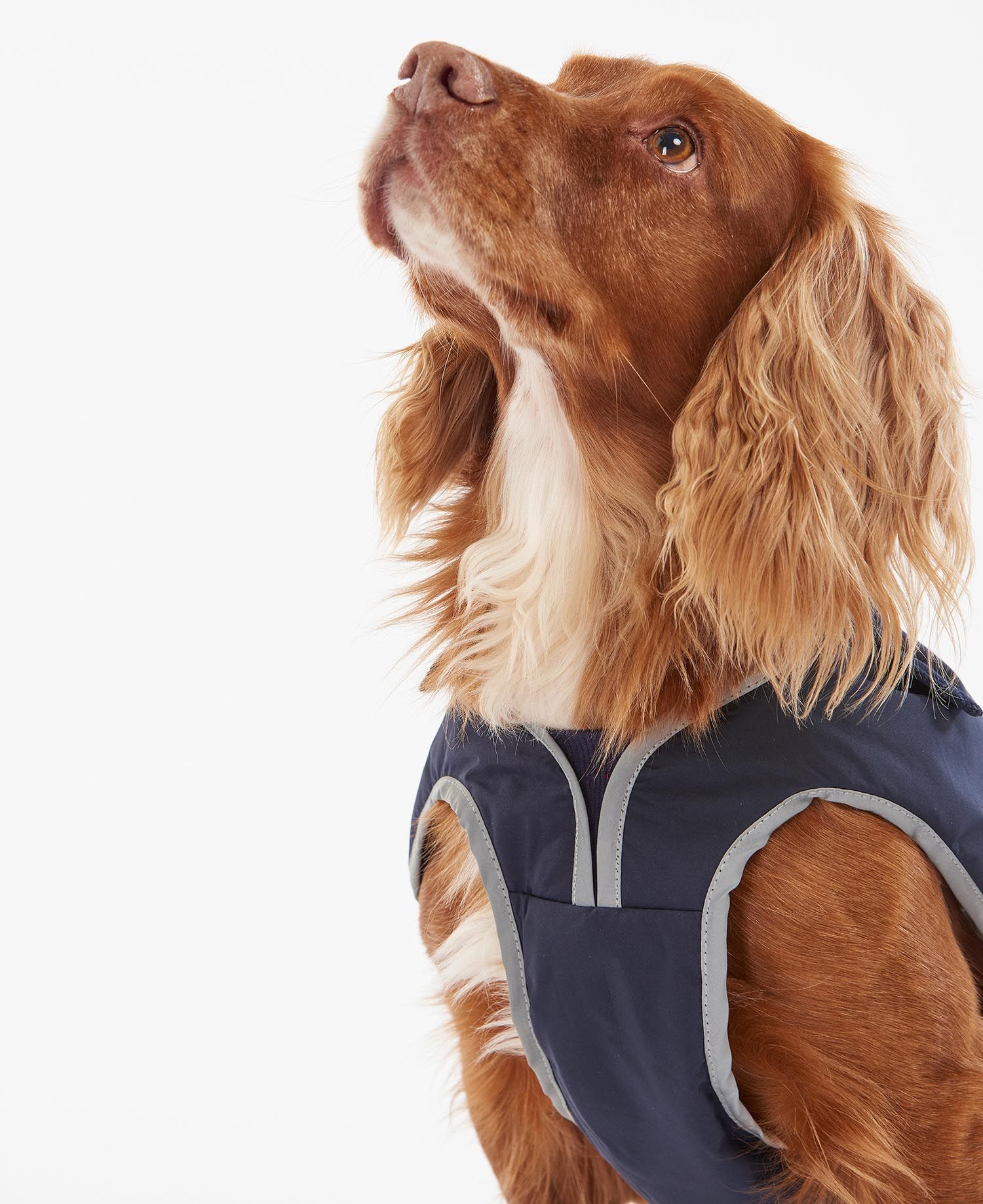Ancol muddy paws waterproof dog coats on sale