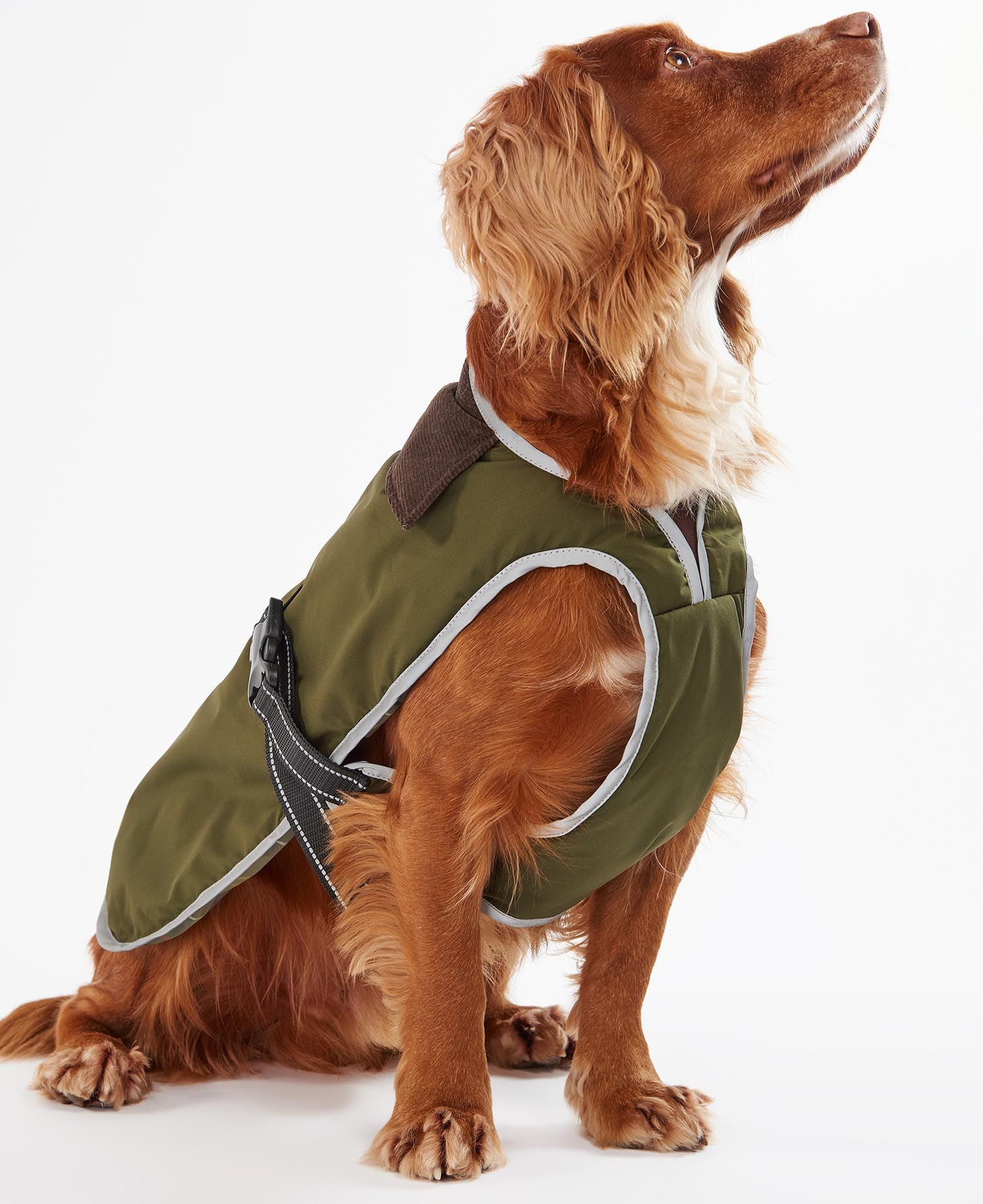 Barbour dogs clearance