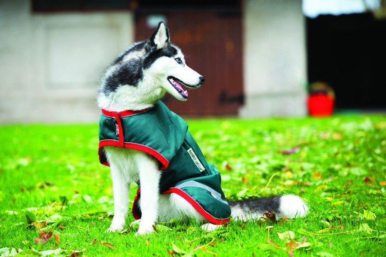 Horseware rambo hotsell dog coat