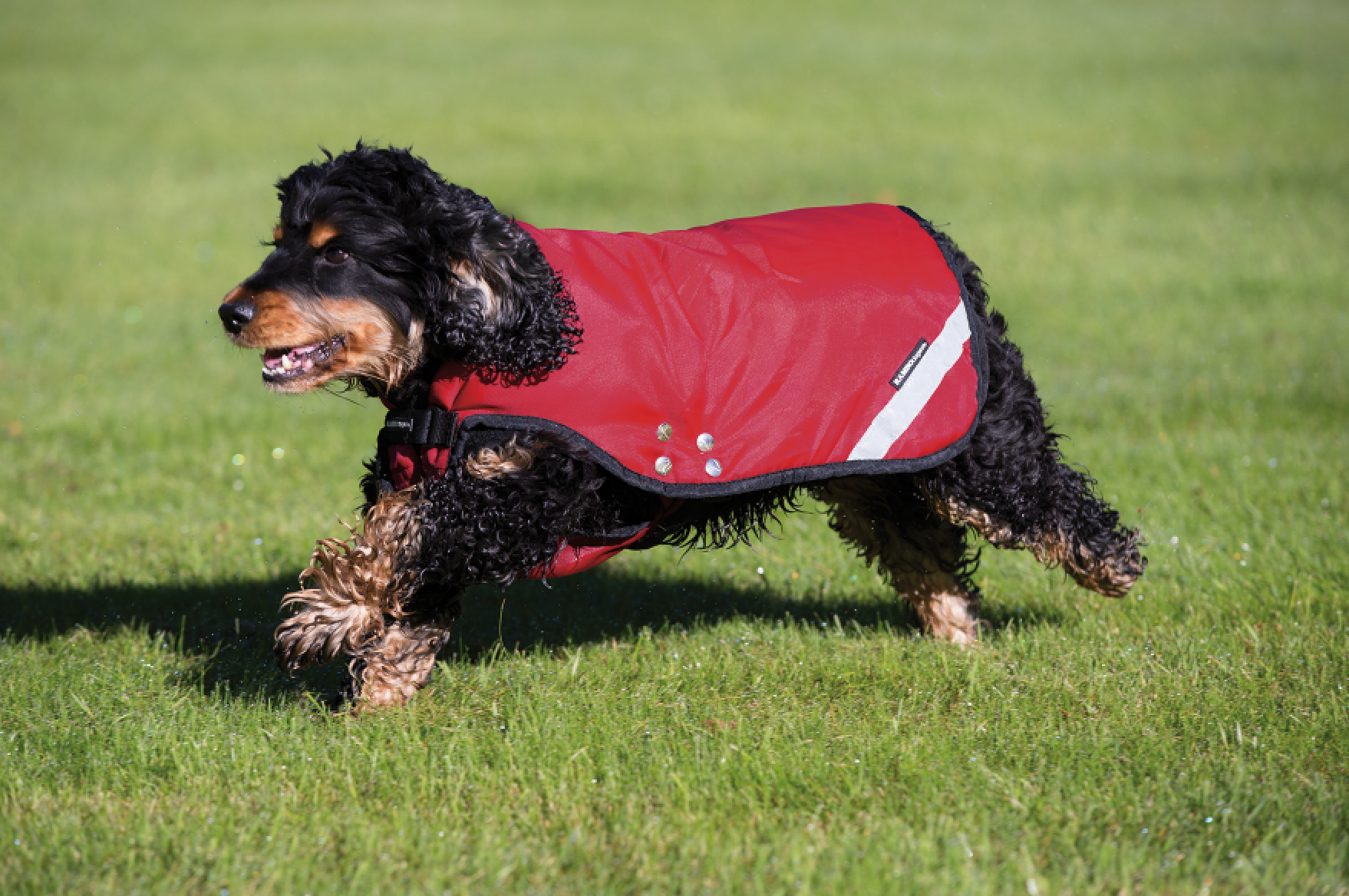 Horseware dog coats cheap